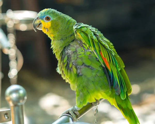 Yellow Crowned Amazon Parrot Standing Fence Bird Domesticated Raised Home — Stock Photo, Image