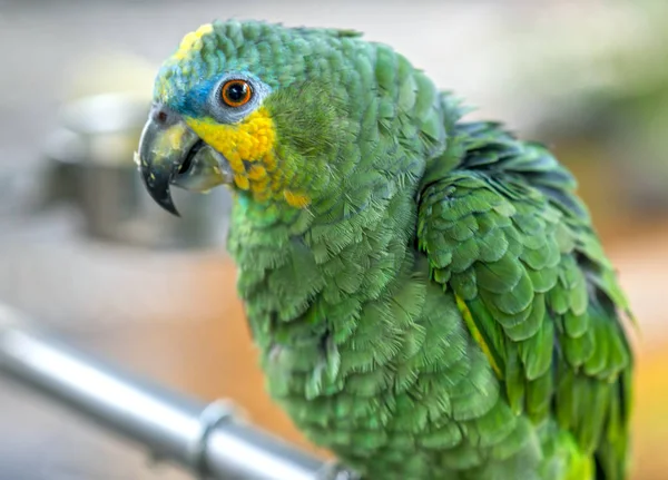 Yellow Crowned Amazon Parrot Standing Fence Bird Domesticated Raised Home — Stock Photo, Image