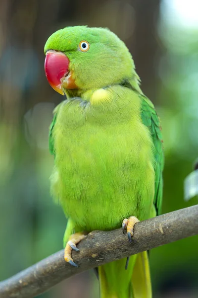 Retrato Loro Eclectus Verde Periquito Alejandrino Reserva Pájaro Domesticado Criado —  Fotos de Stock