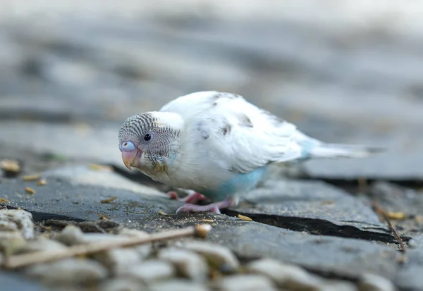 Canarini Colorati Stanno Facendo Colazione Terra Piena Riso Questo Uccello — Foto Stock