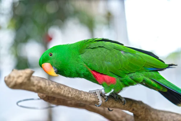 Portrait Green Eclectus Parrot Alexandrine Parakeet Reserve Bird Domesticated Raised — Stock Photo, Image