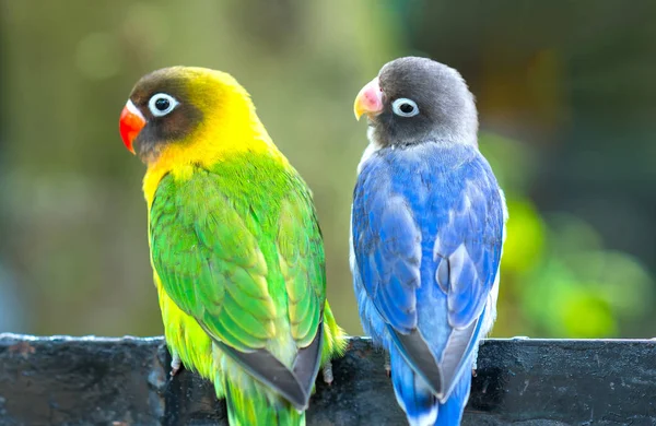 Papagaios Pombinhos Sentados Juntos Este Pássaros Vive Floresta Domesticado Para — Fotografia de Stock
