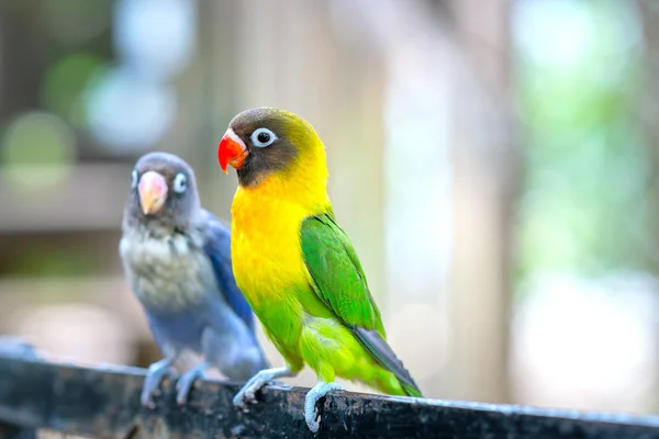 Papugi Gołąbeczki Siedzą Razem Ptaki Żyją Lesie Udomowione Dla Zwierząt — Zdjęcie stockowe