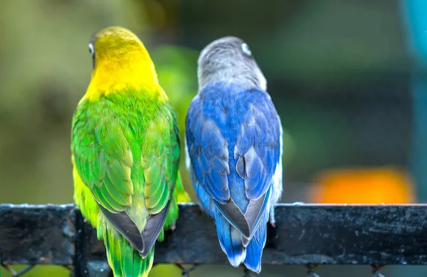 Loros Tortolitos Sentados Juntos Estas Aves Viven Bosque Están Domesticadas — Foto de Stock