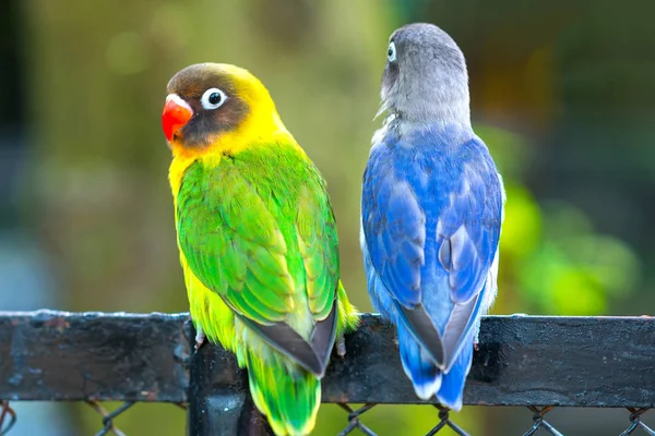 Verliefde Papegaaien Zitten Samen Deze Vogel Leeft Het Bos Gedomesticeerd — Stockfoto