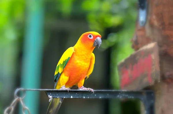 Der Bunte Papagei Entspannt Sich Auf Dem Zaun Dieser Turteltaube — Stockfoto