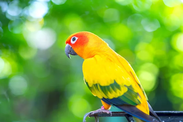 Perroquet Coloré Relaxe Sur Clôture Cet Tourtereau Vit Dans Forêt — Photo