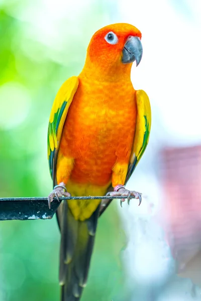 Barevný Papoušek Odpočívá Plotě Tento Milovaný Pták Žije Lese Domestikován — Stock fotografie