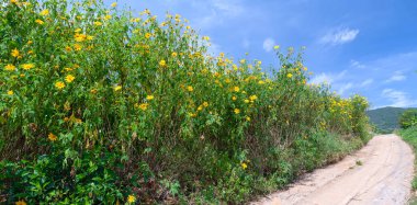 Güzel yol açan, her iki tarafta vahşi sunflowe ile altın yol olarak karşılama çeken insanlar bu pastoral Yaylası gitmek istiyorum.