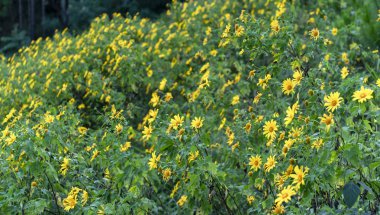 Yamaca güzel sarı vahşi ayçiçeği çiçeği. Bu onların çiçektir kış hava dağlık geçiş ne zaman ama vahşi papatyalar büyür