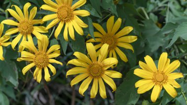 Yamaca güzel sarı vahşi ayçiçeği çiçeği. Bu onların çiçektir kış hava dağlık geçiş ne zaman ama vahşi papatyalar büyür