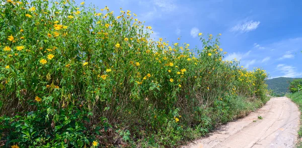 Belle Route Avec Des Soleils Sauvages Des Deux Côtés Route — Photo