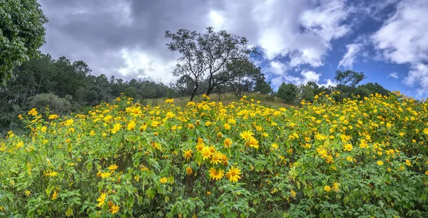 Hermosos Girasoles Amarillos Silvestres Florecen Ladera Esta Flor Crece Margaritas — Foto de Stock