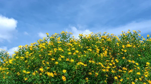 美丽的黄花在山坡上绽放 这是他们的花生长野生雏菊 但当切换到冬季天气在高地 — 图库照片
