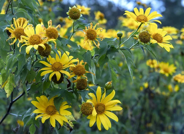 Красиві Жовті Дикі Соняшники Розквітнуть Схилі Пагорба Квітка Росте Дикими — стокове фото