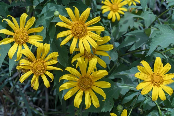 Beautiful Yellow Wild Sunflowers blossom on the hillside. This is their flower grows wild daisies but when switching to winter weather in the highlands