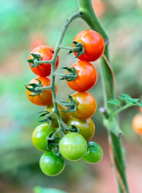 Birçok domates yeşil bir evde çite büyüyen