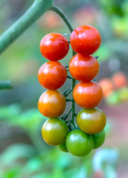 Veel Tomaten Groeien Het Hek Een Groen Huis — Stockfoto