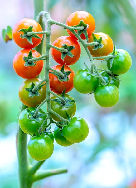 Muitos Tomates Crescendo Cerca Uma Casa Verde — Fotografia de Stock