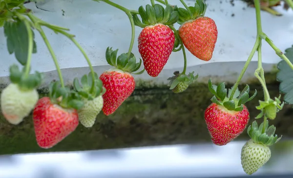 Rode Rijpe Aardbeien Het Rek Tuin Deze Vrucht Rijk Aan — Stockfoto