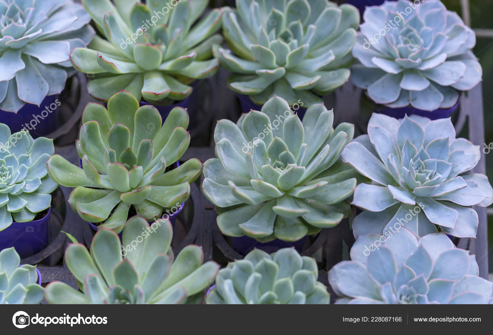 Succulent Flowerbeds Plant Garden Species Cactus Family Resistant Extreme Weather Stock Photo Image By C Huythoai1978 Gmail Com 228087166