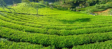 Sabahları dağlık arazide yeşil çay tepesi. Bu çay tarlası yüz yıldan daha eski ve bölgedeki en büyük çay kaynağı ve ihracat.