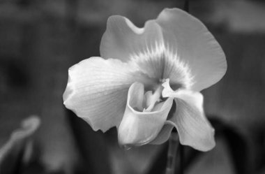 Vahşi Bayan Terlik Orkide güzel, çiçek açan nazik aroma, saf ecstasy turist dolaşmak