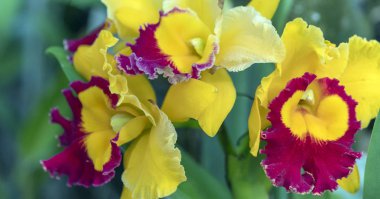 Cattleya Labiata çiçekler açar bahar doğa ve güzellik süslüyor