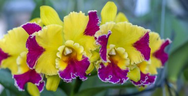 Cattleya Labiata çiçekler açar bahar doğa ve güzellik süslüyor