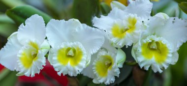 Cattleya Labiata çiçekler açar bahar doğa ve güzellik süslüyor