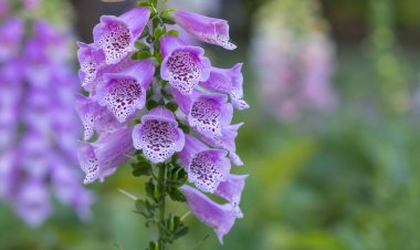 Yüksük otu veya yüksükotu ile mor benekli leylak rengi çiçekler. İnanılmaz çiçek arka plan bahar renkli çiçek, ağaç dalı üzerinde güzel çiçeği Festivali