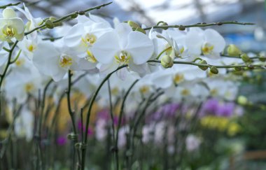 Phalaenopsis orkideleri baharda çiçek açar doğanın güzelliğini süsler.. 