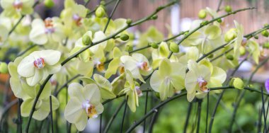 Phalaenopsis orkideleri baharda çiçek açar doğanın güzelliğini süsler.. 