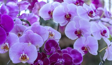 Phalaenopsis orkideleri baharda çiçek açar doğanın güzelliğini süsler.. 