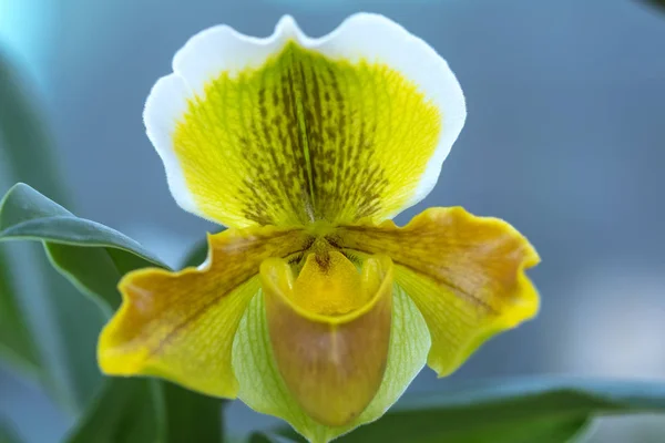 Zapatilla Mujer Salvaje Orquídea Floreciendo Hermoso Aroma Suave Puro Éxtasis —  Fotos de Stock