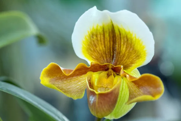 Zapatilla Mujer Salvaje Orquídea Floreciendo Hermoso Aroma Suave Puro Éxtasis —  Fotos de Stock