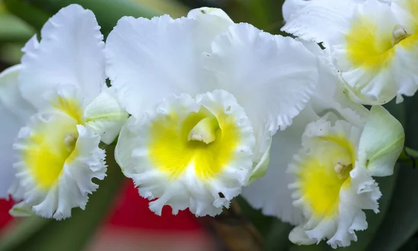 Cattleya Labiata Květiny Kvetou Jaře Zdobí Krásy Přírody — Stock fotografie