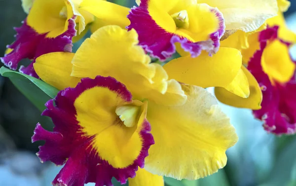 Flores Cattleya Labiata Florescem Primavera Adornam Beleza Natureza — Fotografia de Stock