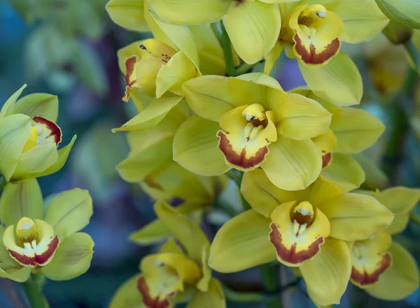 卡特兰 Labiata 百花盛开春饰大自然的美 — 图库照片