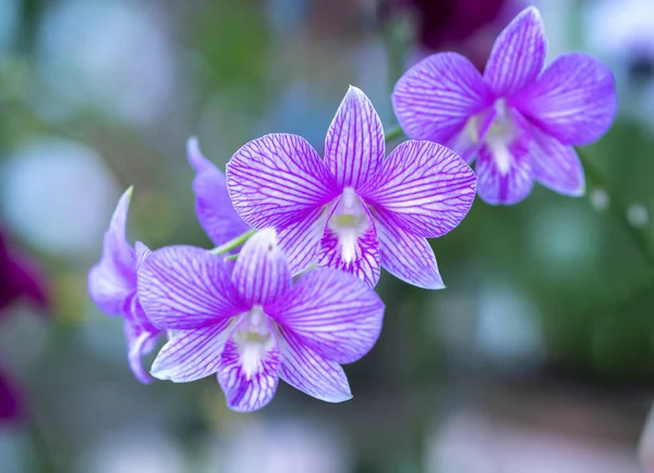 Flores Cattleya Labiata Florescem Primavera Adornam Beleza Natureza — Fotografia de Stock