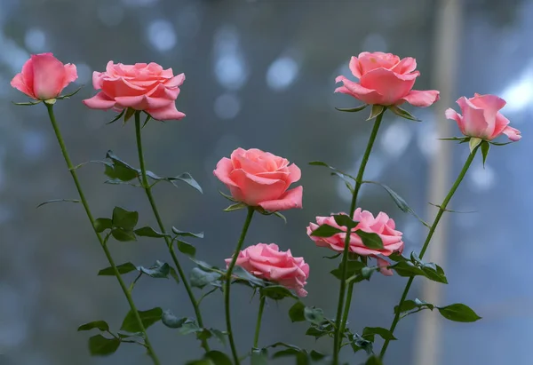Růže Rozkvétají Zahradě Květina Symbol Lásky Jen Krásná Ale Mnoho — Stock fotografie