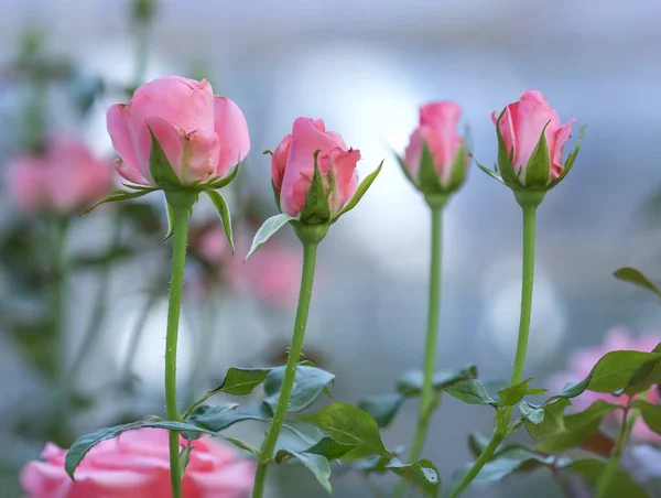 Rosas Florescendo Jardim Este Símbolo Flor Amor Apenas Bonito Mas — Fotografia de Stock