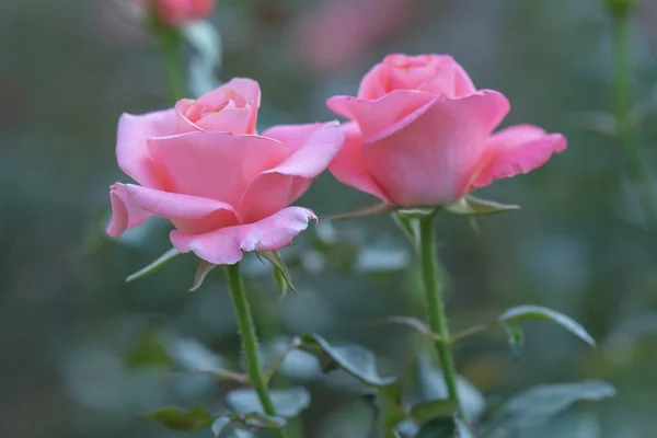 Розы Цветущие Саду Цветочный Символ Любви Просто Красиво Много Шипов — стоковое фото