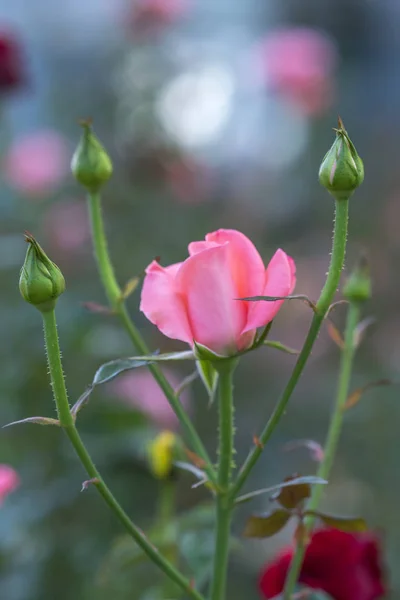 Roses Blooming Garden Flower Symbol Love Just Beautiful Many Thorns — Stock Photo, Image