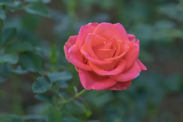 Rosas Florescendo Jardim Este Símbolo Flor Amor Apenas Bonito Mas — Fotografia de Stock