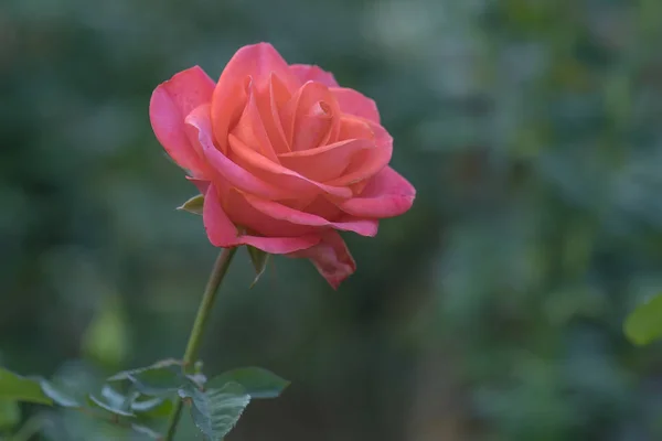 Rosas Florescendo Jardim Este Símbolo Flor Amor Apenas Bonito Mas — Fotografia de Stock