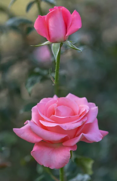 Rosas Florescendo Jardim Este Símbolo Flor Amor Apenas Bonito Mas — Fotografia de Stock