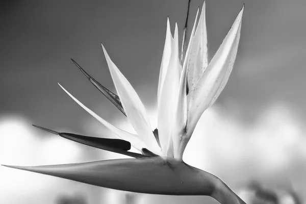 Pájaro Del Paraíso Florece Jardín Del Amor Esta Flor Que — Foto de Stock