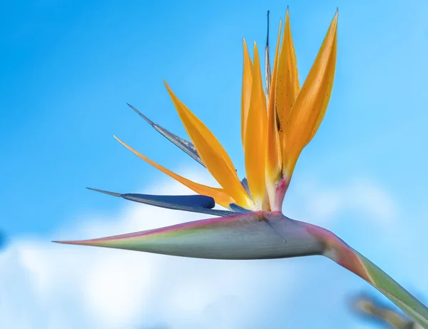 The bird of paradise flowers bloom in the love garden. This is the flower that symbolizes flying birds that express freedom in life