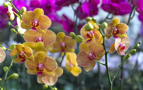Phalaenopsis Flores Orquídeas Florecen Primavera Adornan Belleza Naturaleza —  Fotos de Stock